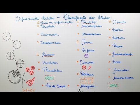 Vídeo: O que é um exemplo de diferenciação celular?