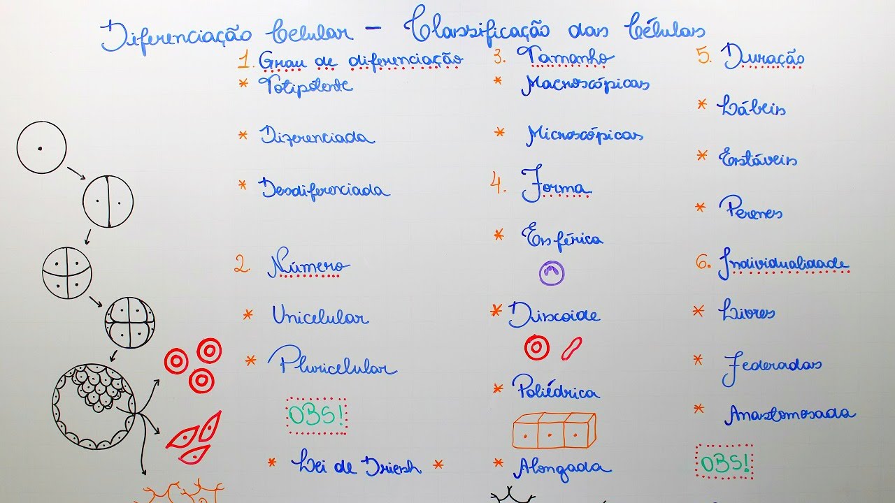 DIFERENCIAÇÃO CELULAR