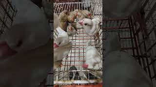 Full Orange Zebra Finches 😱🐦 | Baby Finches & Breeding Setup #Shorts