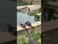 猫のシェルター作り