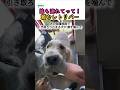 飼い主を噛んで連れて行った先には…