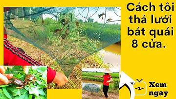 Cách tôi thả lưới bát quái bắt cá, cua, tôm.. #lướibátquái #bắtcá #lồngbátquái