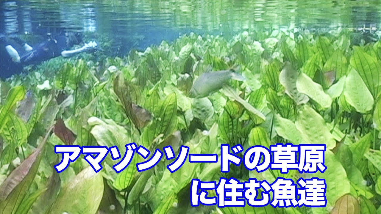 グリーンテラー 繁殖 産卵 の 方法 アンディノアカラ テラー