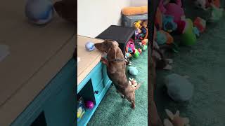 The Annual Easter Egg Hunt 🐰🥚
