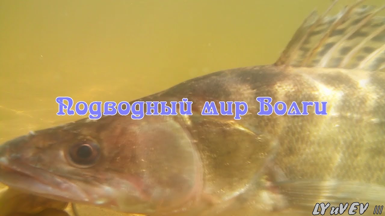 Подводный мир волги