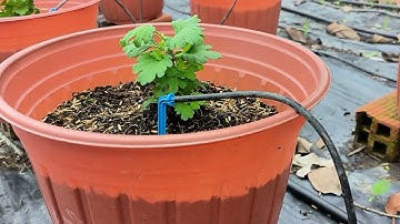 Cách trồng cúc mâm xôi hàn Tết 2025 phần 4 - Ngắt đọt lần 1 cập nhật 30/08 Âm Lịch