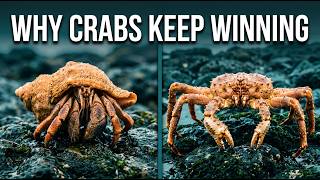 Why Evolution Keeps Reinventing the Crab