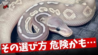 Caution] Are you choosing a ball python just because it's cute