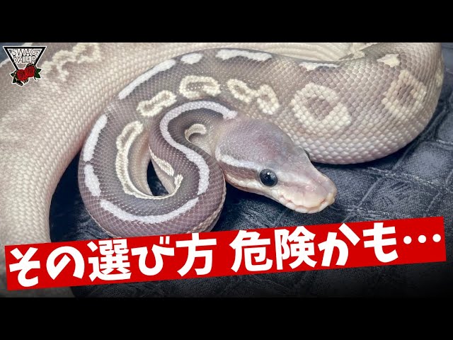 Caution] Are you choosing a ball python just because it's cute