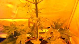 new set up white widow and chocolate thai vid 2