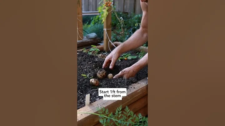 🥔 Get more potatoes by waiting for these two things to happen! #growingpotatoes #harvestingpotatoes