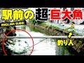 駅前の【超】巨大魚を釣った動画！【English Subtitles】【沖縄】【リバーGT】【Giant Trevelly】