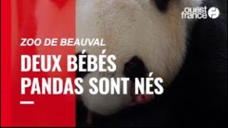 Deux bébés pandas « en parfaite santé » sont nés au zoo de Beauval