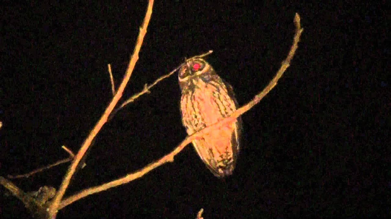 Stygian Owl - Asio stygius (Wagler, 1832) 