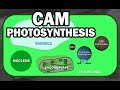 CAM PLANT PHOTOSYNTHESIS ANIMATION