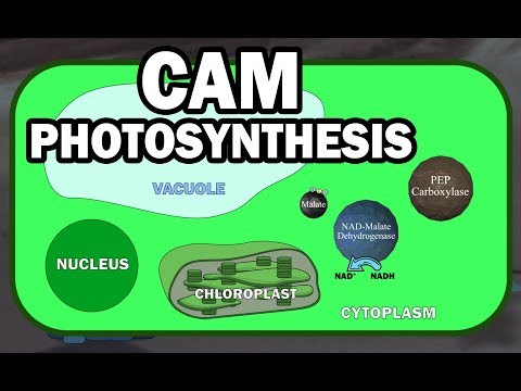 CAM PLANT PHOTOSYNTHESIS ANIMATION