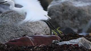 Little Egret on the Isle of Arran