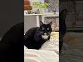 一体なんでそんな顔なの?😂 #shorts #youtubeshorts #おすすめ #ねこ #面白動画 #おもしろ猫