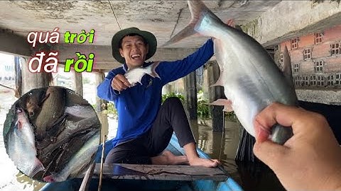 Câu cá rô đồng, điểm câu Cai Lậy hôm nay thật đã tay | miền quê Tiền Giang