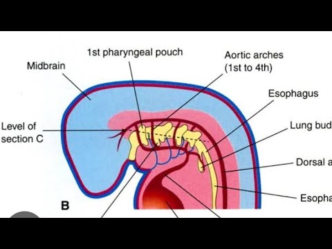 Pharyngeal Arches Development Model Part 02 | 2nd Year MBBS OSPE - YouTube