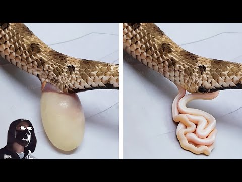 Vidéo: Un serpent ordinaire n'est pas une vipère pour vous