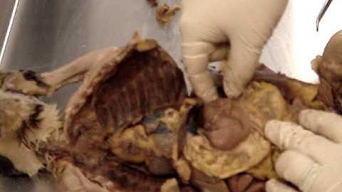 Cat Dissection Part 4