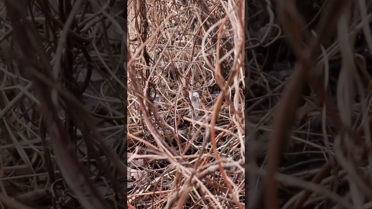 Nirk (Mustela nivalis; Least weasel)... Eesti elurikkus