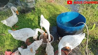 PENTING !! SAAT MEMELIHARA ANGSA PUTIH