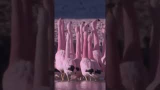 The beta carotene in the food that flamingos eat gives them their vivid pink hue - Wildlife Videos🐆🐅