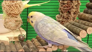 9 hours of budgie singing and calling sounds