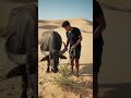 #Buffalo remains #shortvideo #viralvideo #youtubeshorts #viral#officalvideo#vlog