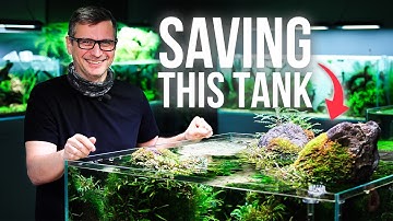 From Chaos to Clarity: Transforming an Overgrown Aquascape