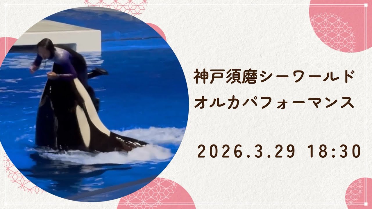 オルカ様確認用 Baby Gorilla Encounter 30665 | UNKNOWN | Buy online at the