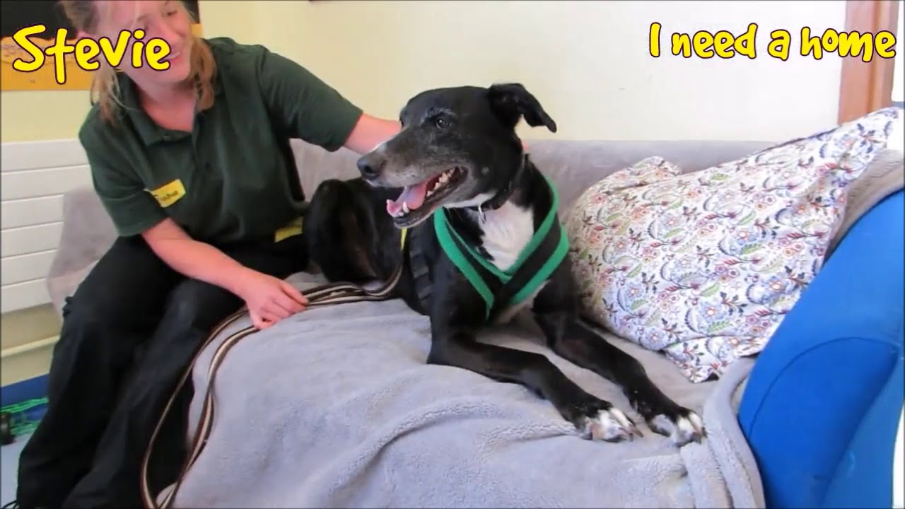 Dogs Trust Leeds - Stevie - YouTube