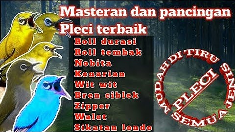 masteran pleci nembak wit wit cerr kenari terbaru