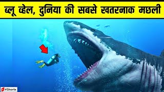 Blue whale दुनिया की सबसे खतरनाक मछली ? Amazing facts in Hindi / #shorts