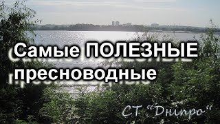 Самые Полезные Рыбы