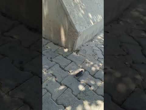 Kırlangıç kuşu