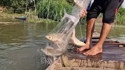 @chuyenbanchaicacacloai5313 chài trúng được nhiều cá cóc bự mọi người ơi