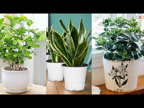 Wideo: Najlepsze rośliny do snu: poznaj popularne rośliny, które pomagają zasnąć