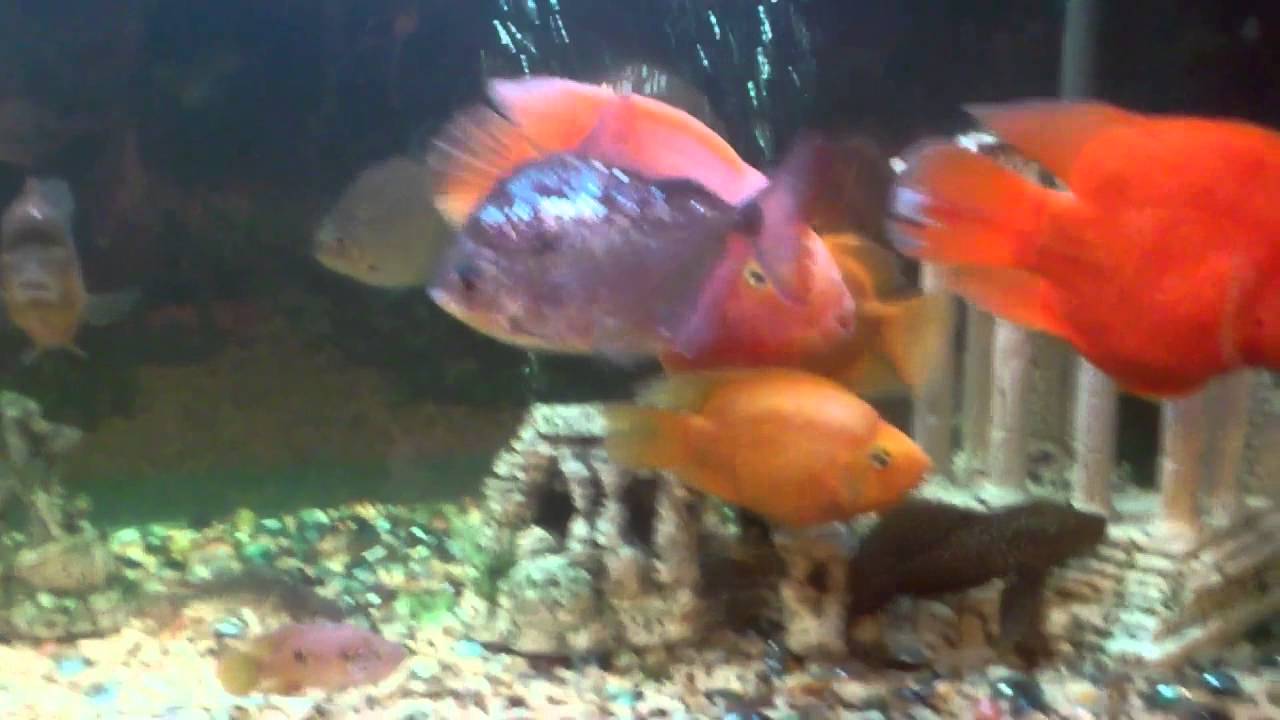 Lucky Date Annan YouTube lucky-date-annan-youtube