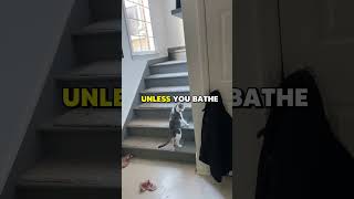 Cat vs Invisible Ants
Instagram: https://www.instagram.com/klrproductions_/
TikTok: https://www.tiktok.com/@klrdubs?lang=en
Facebook: https://www.facebook.com/klrproductions/
Source Material:
https://www.tiktok.com/@smiloy71/video/7583030396883946807
We do all our own edits, voices, sound effects, and subtitles. Send us an email at klrproductions26@gmail.com for any questions, comments or concerns.
Submit your video: https://klrproductions.com
Thank you!
#funny #klrproductions #animalvoiceover Cat vs Invisible Ants