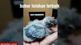 Bubur lolohan lovebird terbaik
