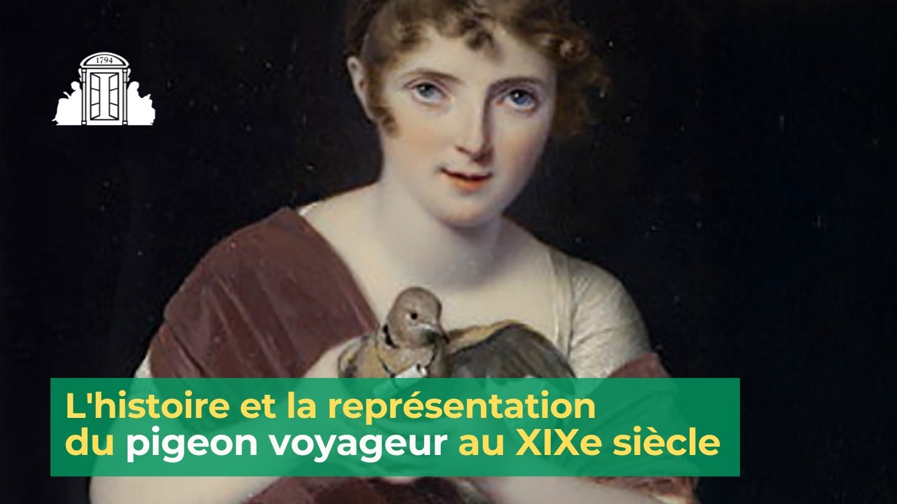 L'histoire et la représentation du pigeon voyageur au XIXe siècle | ENS-PSL