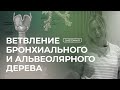 Ветвление бронхиального и альвеолярного дерева | Анатомия