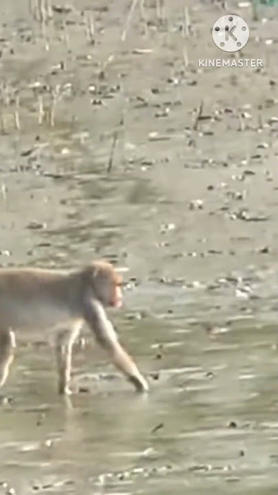 amazing forest funny  #shorts #shortsfeed #viral #uting