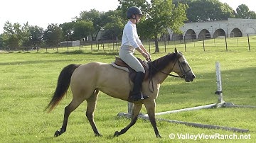 Nelly - riding English over ground poles and small cross rails! - ValleyViewRanch.net