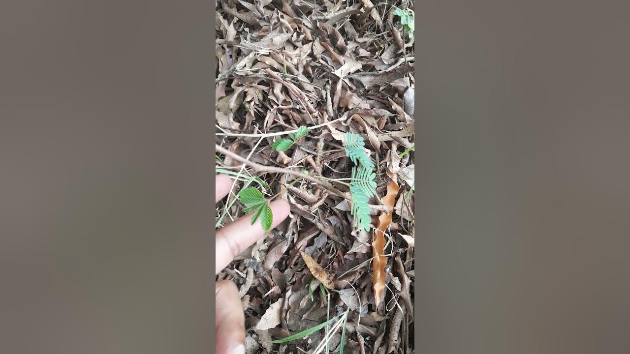 She Ignored Me love shorts YouTube she-ignored-me-love-shorts-youtube