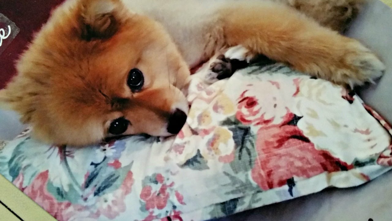 Project Life Layout using TLN Kit June 2015 #2