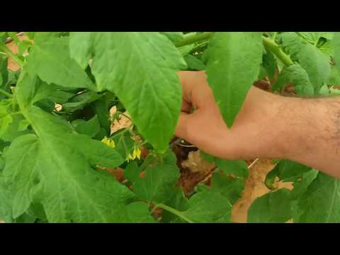 فيديو: كيفية تلقيح الطماطم في دفيئة